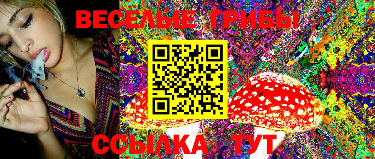 Галлюциногенные грибы Psilocybine cubensis Кандалакша